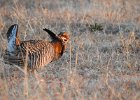 Greater Prairie Chicken (36)