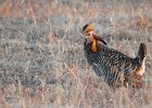 Greater Prairie Chicken (37)