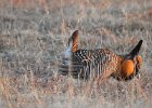 Greater Prairie Chicken (38)