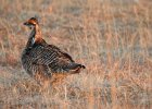 Greater Prairie Chicken (39)