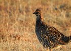 Greater Prairie Chicken (4)