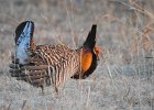Greater Prairie Chicken (40)