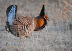 Greater Prairie Chicken (41)