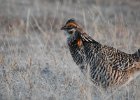 Greater Prairie Chicken (43)