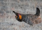 Greater Prairie Chicken (44)
