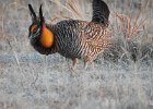 Greater Prairie Chicken (45)