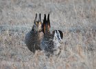 Greater Prairie Chicken (46)