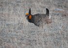 Greater Prairie Chicken (48)