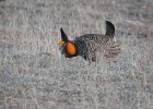 Greater Prairie Chicken (49)