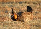 Greater Prairie Chicken (5)