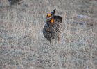 Greater Prairie Chicken (50)