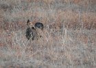 Greater Prairie Chicken (51)