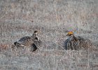 Greater Prairie Chicken (52)