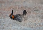 Greater Prairie Chicken (53)
