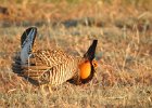 Greater Prairie Chicken (7)