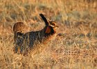 Greater Prairie Chicken (8)