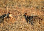 Greater Prairie Chicken (9)