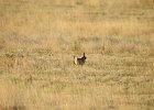 Lesser Prairie-Chicken (1)