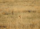 Lesser Prairie-Chicken (10)