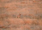 Lesser Prairie-Chicken (100)