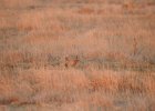Lesser Prairie-Chicken (101)