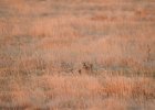 Lesser Prairie-Chicken (102)