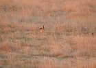 Lesser Prairie-Chicken (103)