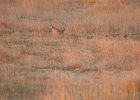 Lesser Prairie-Chicken (104)