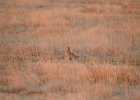 Lesser Prairie-Chicken (105)