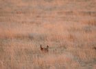 Lesser Prairie-Chicken (106)
