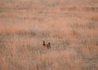 Lesser Prairie-Chicken (107)