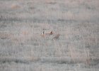 Lesser Prairie-Chicken (108)
