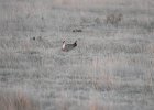Lesser Prairie-Chicken (110)