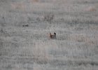 Lesser Prairie-Chicken (112)