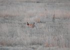 Lesser Prairie-Chicken (113)