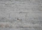 Lesser Prairie-Chicken (114)