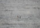 Lesser Prairie-Chicken (115)