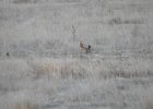 Lesser Prairie-Chicken (116)