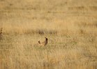 Lesser Prairie-Chicken (12)