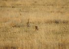Lesser Prairie-Chicken (13)