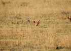 Lesser Prairie-Chicken (14)