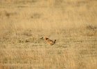 Lesser Prairie-Chicken (15)