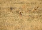 Lesser Prairie-Chicken (16)
