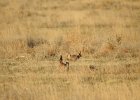 Lesser Prairie-Chicken (17)