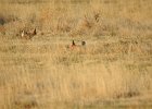 Lesser Prairie-Chicken (18)
