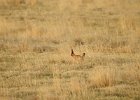 Lesser Prairie-Chicken (19)