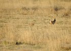 Lesser Prairie-Chicken (2)