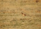 Lesser Prairie-Chicken (20)