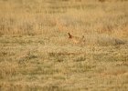 Lesser Prairie-Chicken (21)