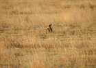 Lesser Prairie-Chicken (22)